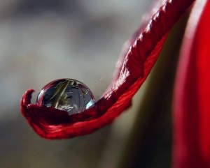 Red Leaf